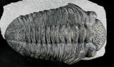 Excellent Drotops Trilobite With Great Eyes #24511-5